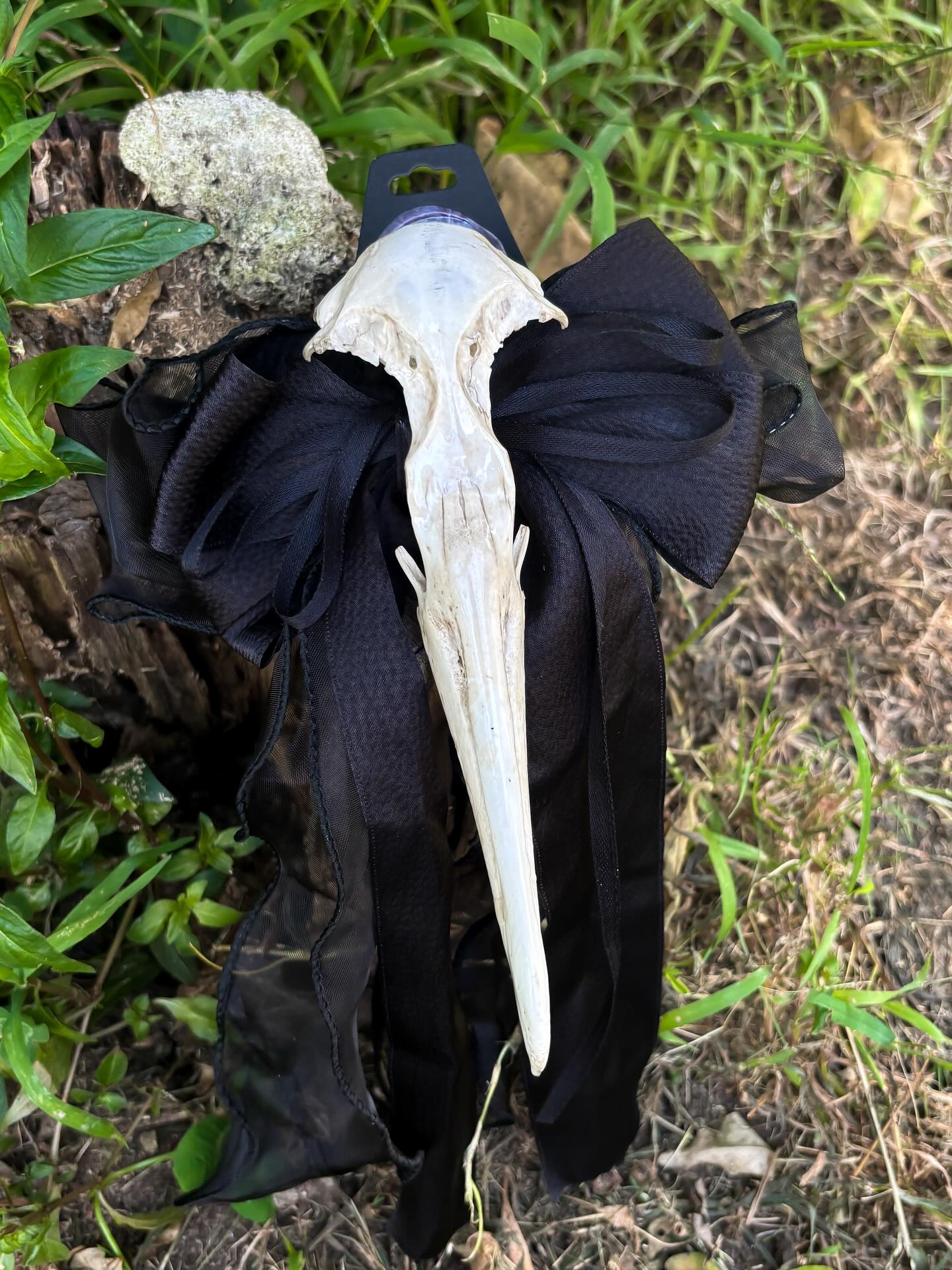 Aldi — Albatross skull hair bow.