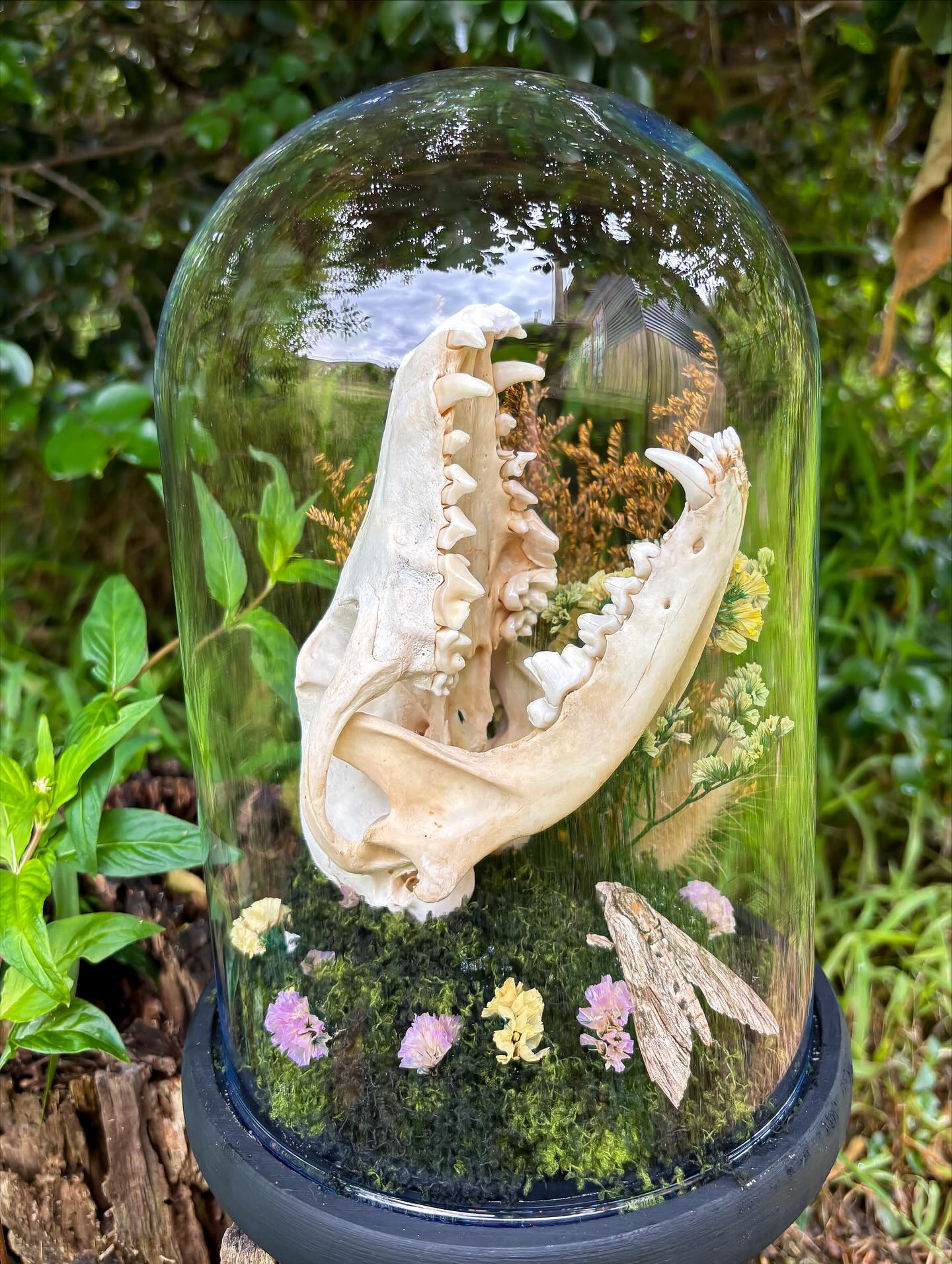 Avo — Jackal skull and mandible in a glass dome.