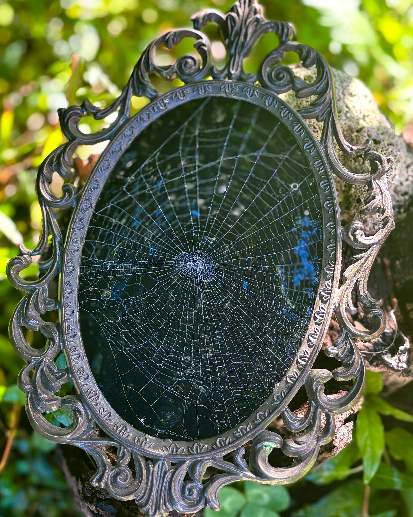 Cecile — Framed preserved spiderweb.