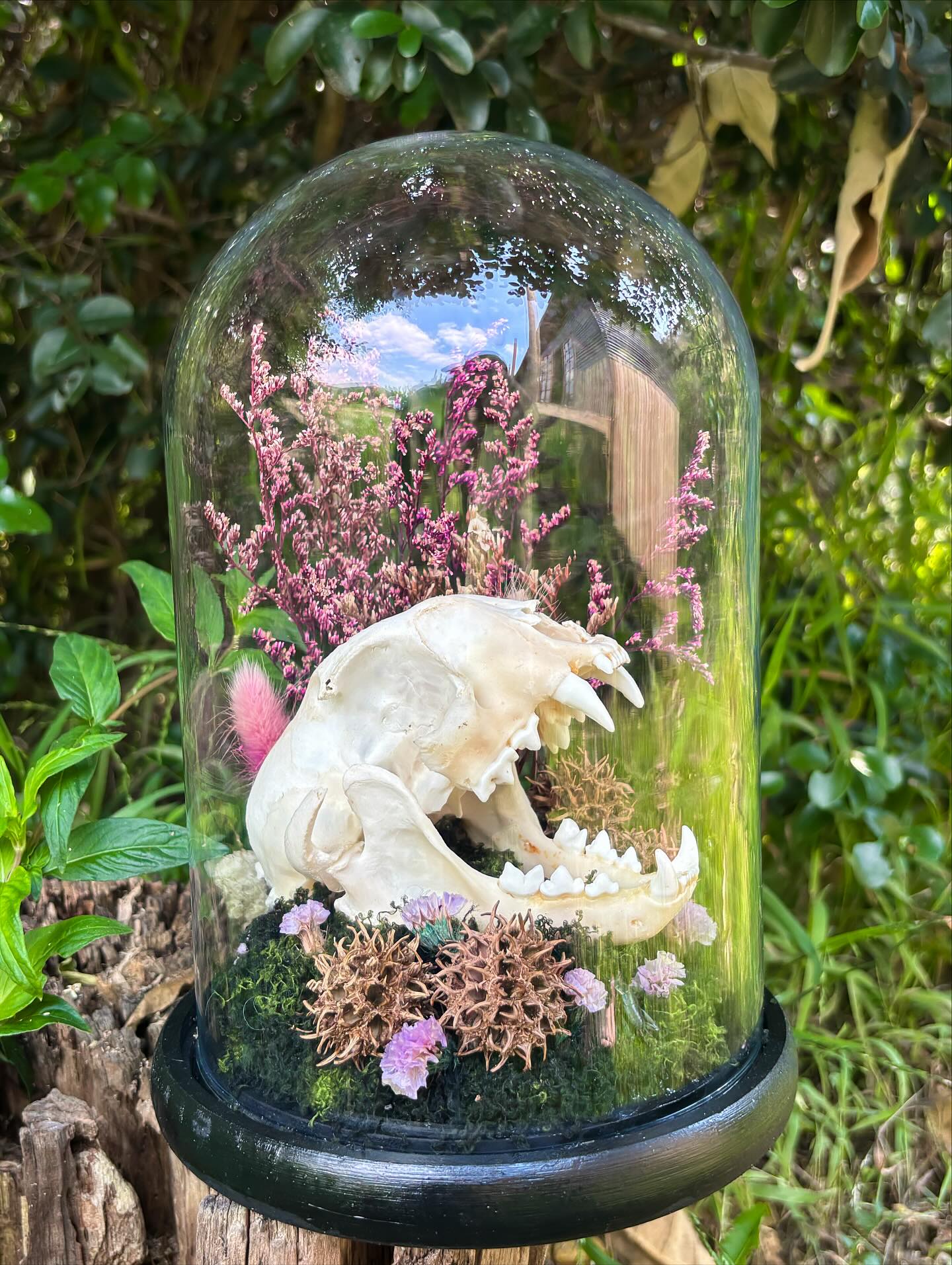 Freya — Caracal skull with mandible in a glass dome.