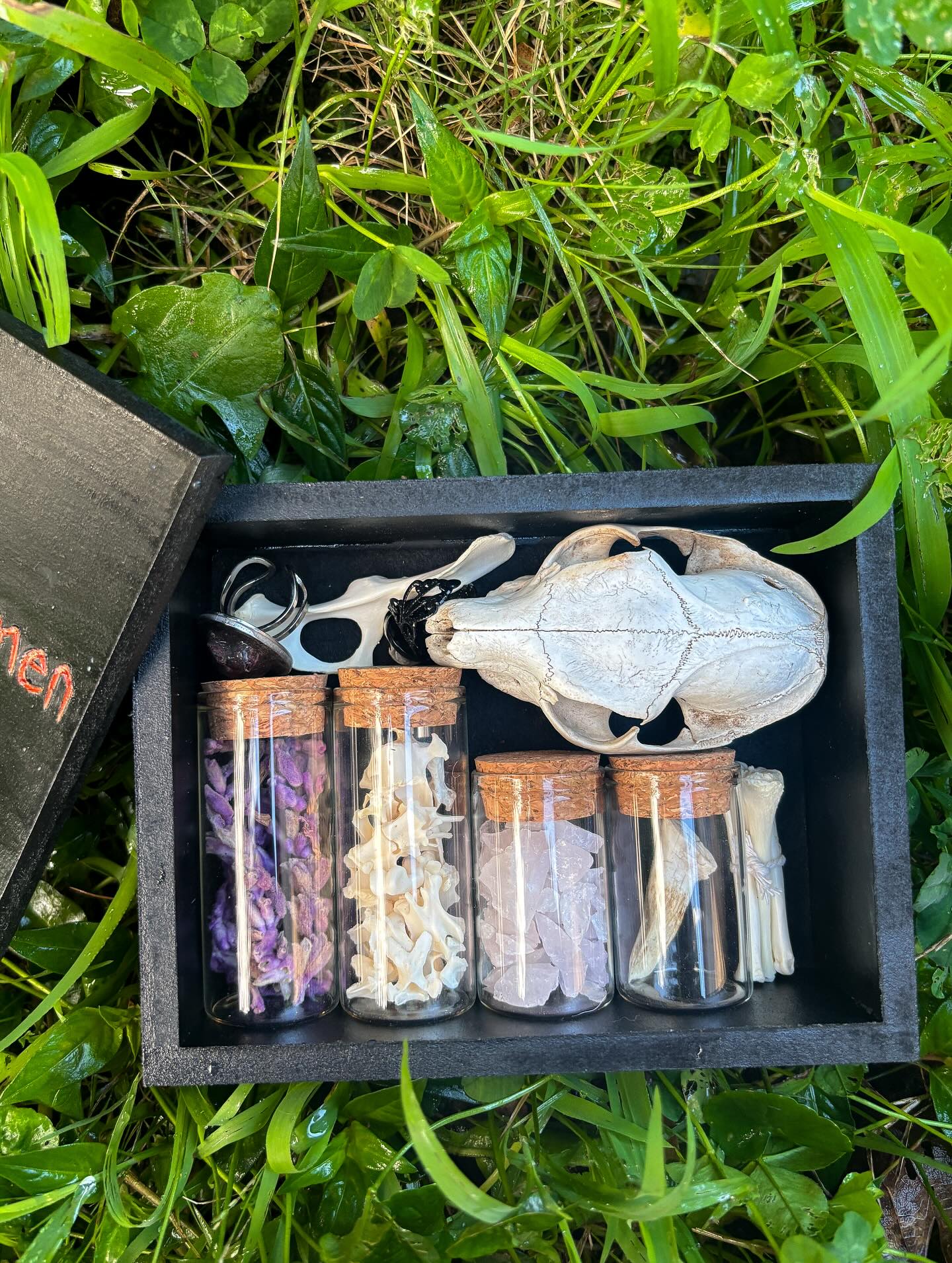 Hekate — Hobby box with dove-heart and lizard-skull rings, Vervet Monkey bones and spine, Rose Quartz, dried sage, cattle tooth and Dassie skull.