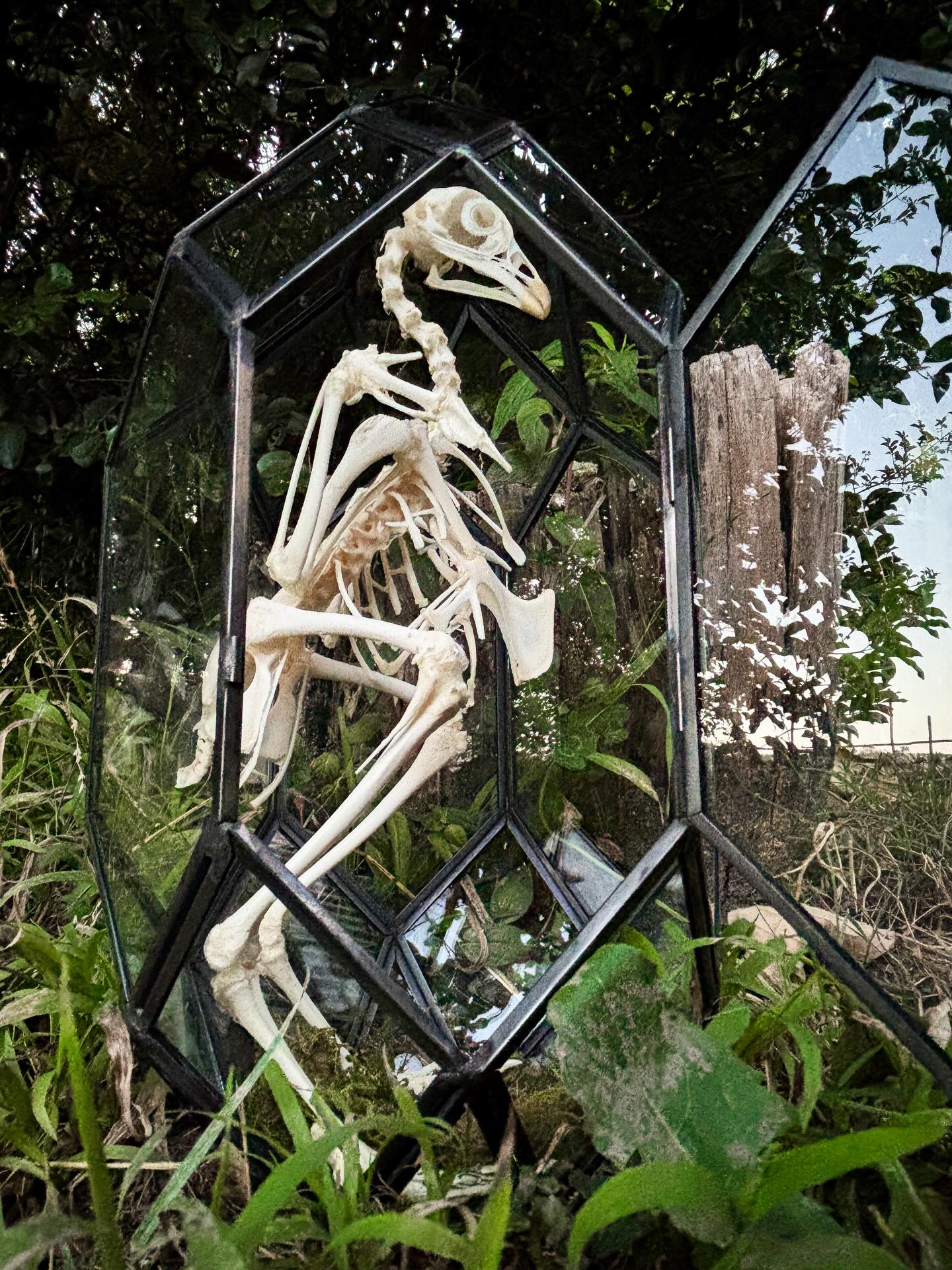 Moby — Articulated chicken in a glass dome.