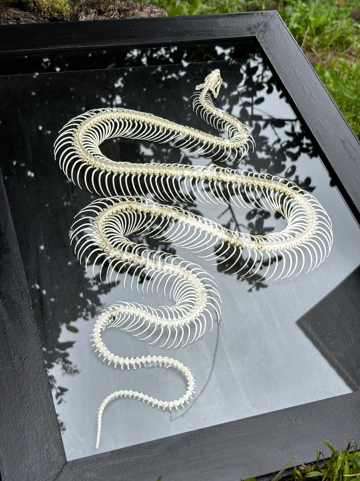 Noodle — An articulated snake in a frame.