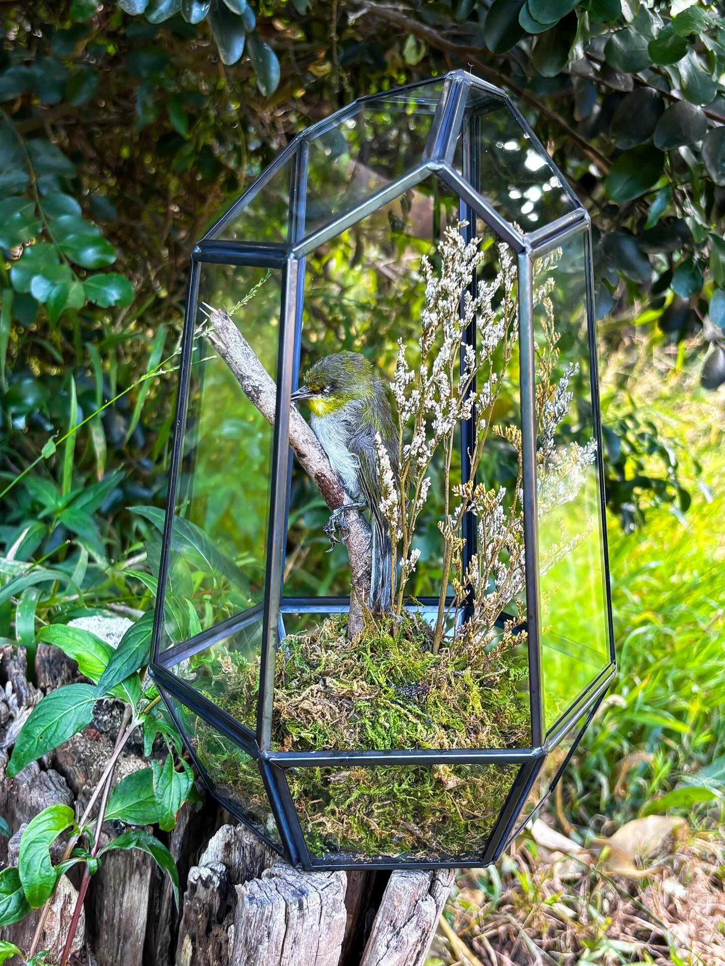 Poppy — Mummified Cape White Eye bird in a glass dome.
