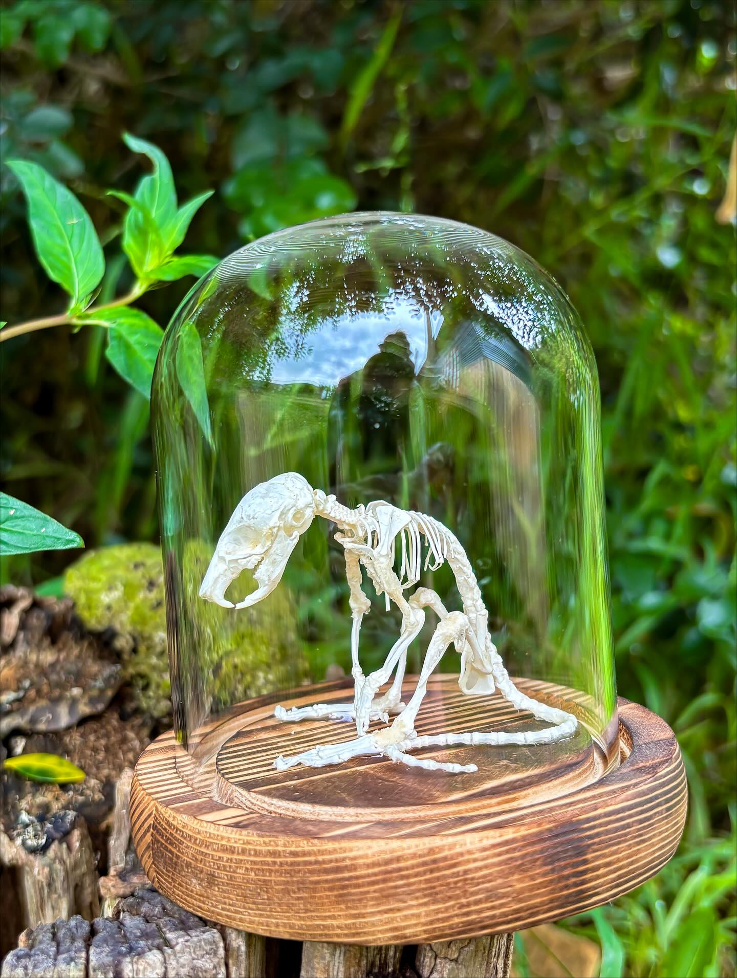 Remi — Articulated rat in a dome.