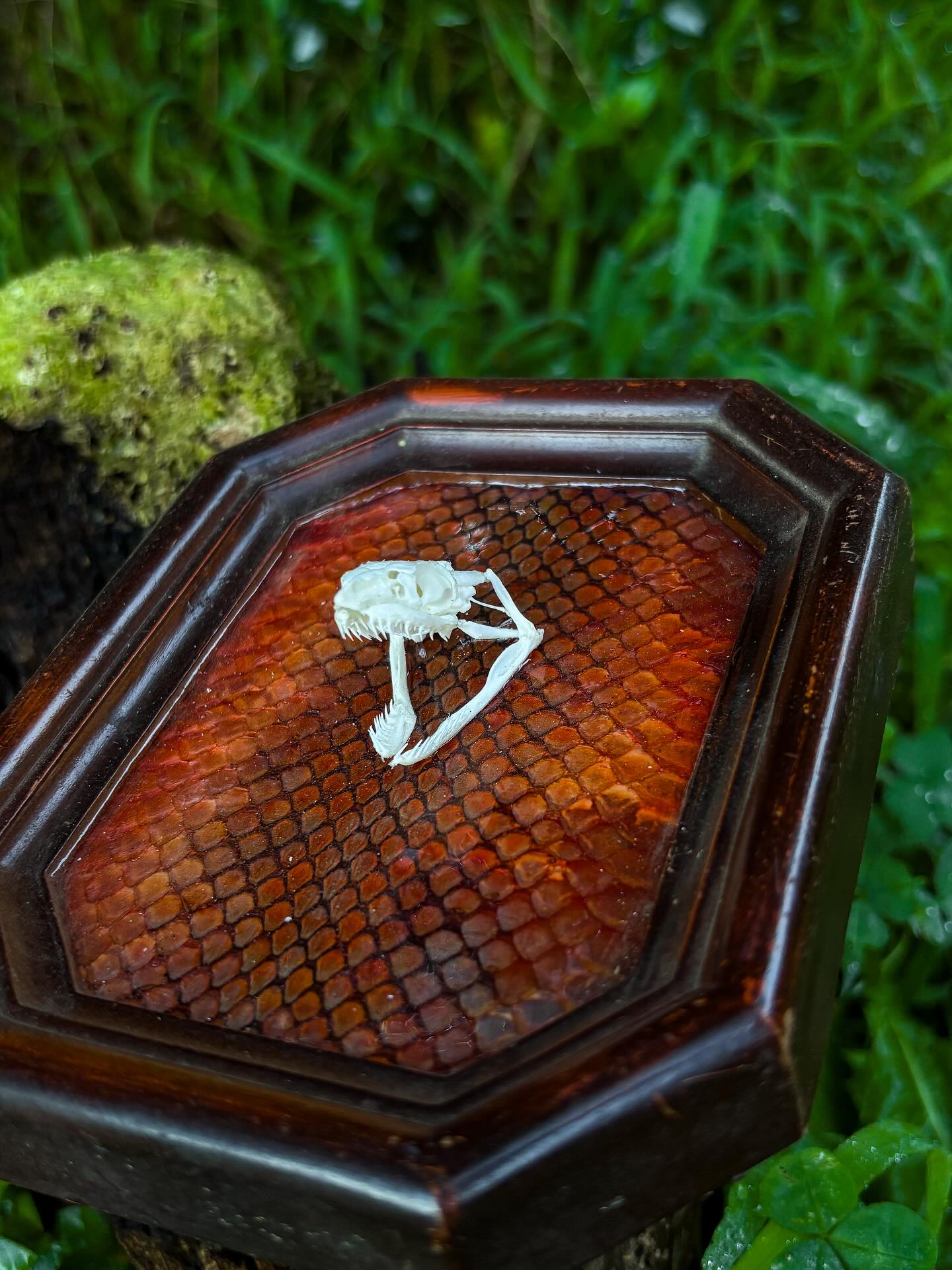 Tom and Luke — Framed Mole snake skulls on Cobra skin.