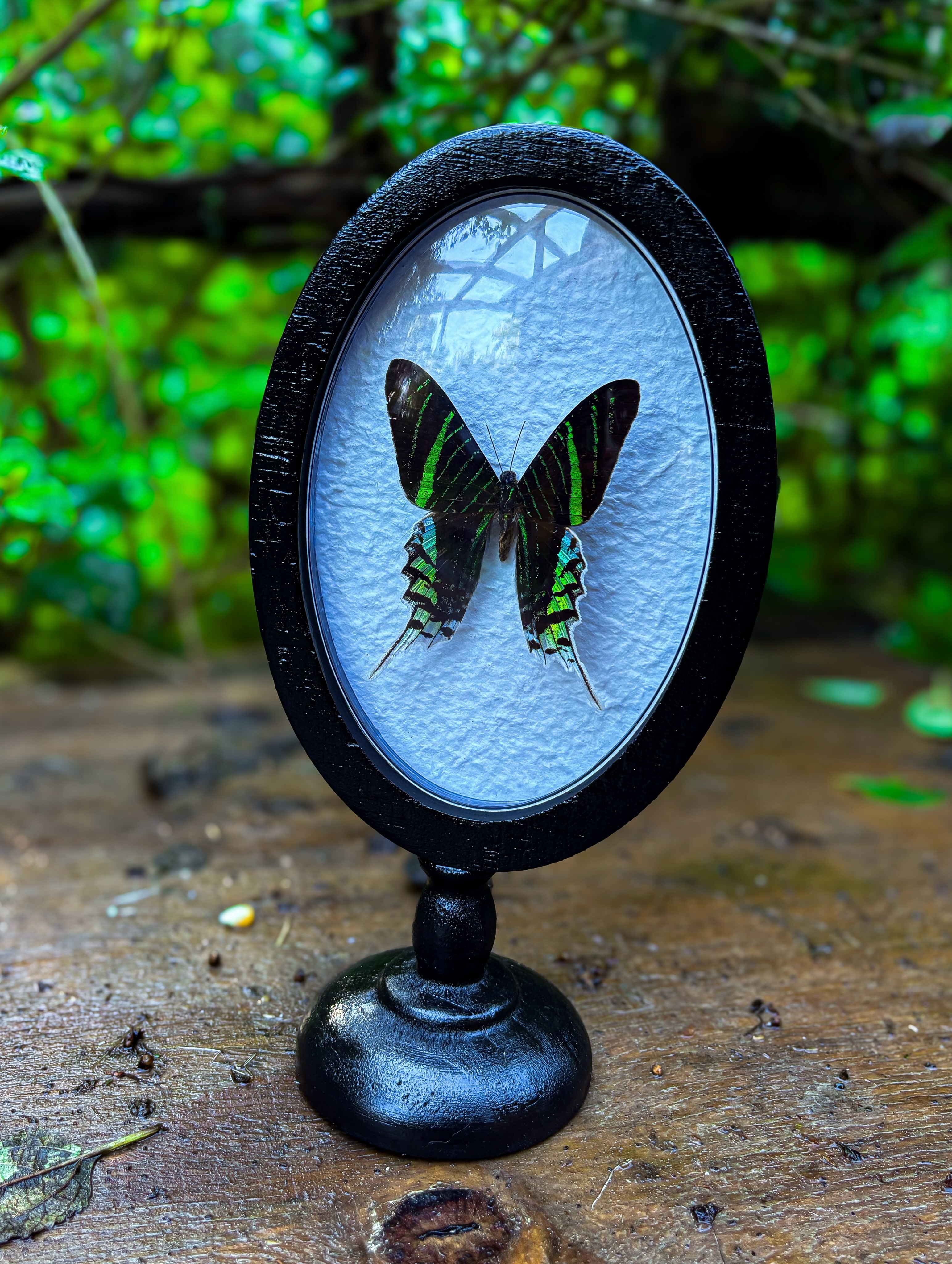 Macy — A green-banded Urania specimen in a black standing frame.