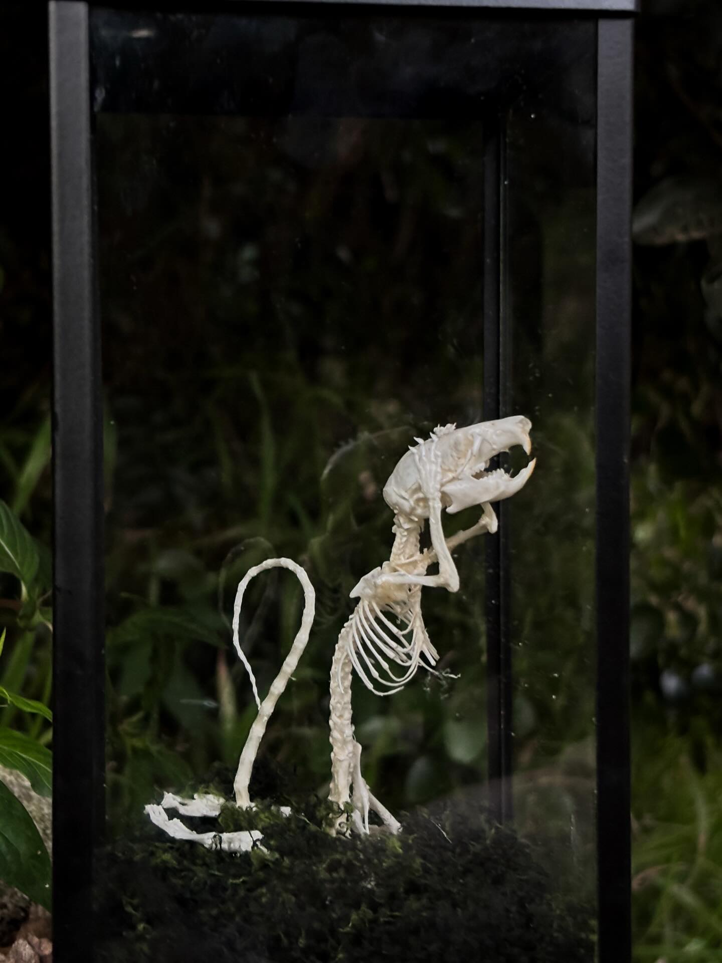 Rathew — An articulated rat displayed in a glass container.